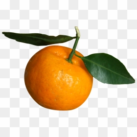 Transparent Tangerine Png - Clementine Png, Png Download - tangerine png