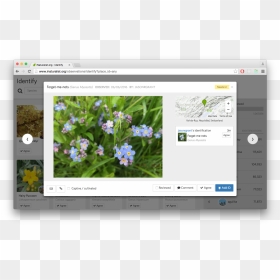 Arrow Keys Navigate Between Observations, "i - Inaturalist Identification, HD Png Download - arrow keys png