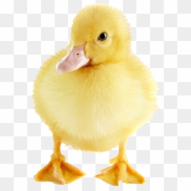 The Three Sillies - Duck, HD Png Download - monstercat png