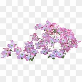 Transparent Background Flowers High Resolution, HD Png Download - pink tree png
