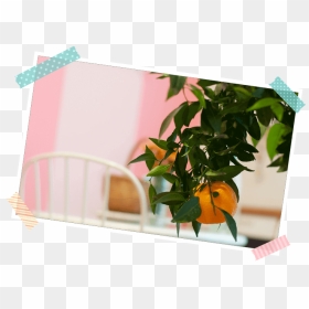 Transparent Mandarina Png - Tangerine, Png Download - tangerine png