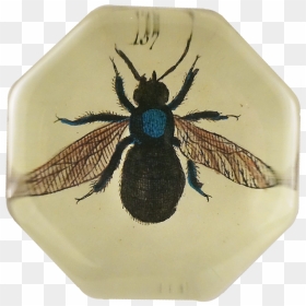 House Fly Png , Png Download - Fly, Transparent Png - house fly png