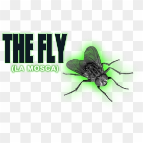 The Fly Image - Flies Transparent, HD Png Download - house fly png