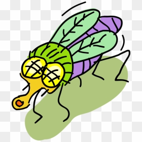 Vector Illustration Of Colorful Housefly Insect Fly - Cartoon, HD Png Download - house fly png