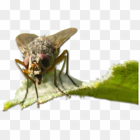 Grasshopper, HD Png Download - house fly png