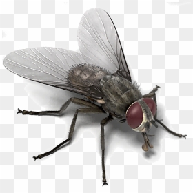 House Fly Memes , Png Download - House Fly Template, Transparent Png - vhv