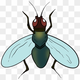 How To Draw A Fly - Fly Drawing For Kids, HD Png Download - house fly png