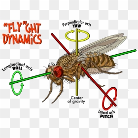 Structure Of Fruit Fly, HD Png Download - house fly png