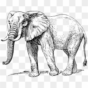 African Elephant Clipart Black And White , Png Download - Elephant Black And White Cartoon, Transparent Png - white elephant png