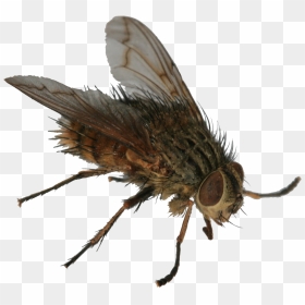 Tachinid2 - Butterfly, HD Png Download - house fly png