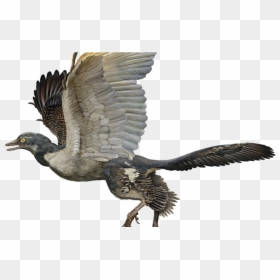 Archaeopteryx Lithographica, HD Png Download - power rangers dino charge png