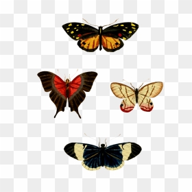 Watercolor Butterfly Png, Transparent Png - watercolor butterfly png