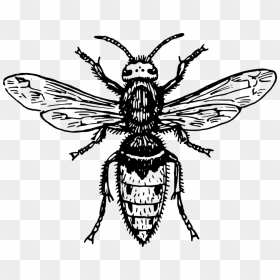 Symmetry,monochrome Photography,tree - Japanese Giant Hornet Drawing, HD Png Download - house fly png