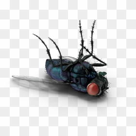 Fly - House Fly, HD Png Download - house fly png