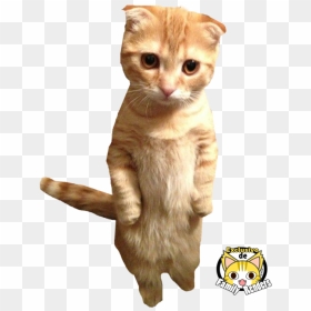 Real Cat In Boots, HD Png Download - michael fassbender png