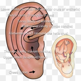 Concha Png, Transparent Png - concha png