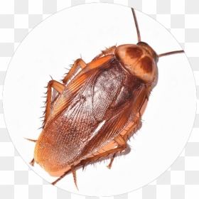 Cockroach, HD Png Download - house fly png
