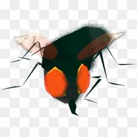 Housefly - Sketch, HD Png Download - house fly png