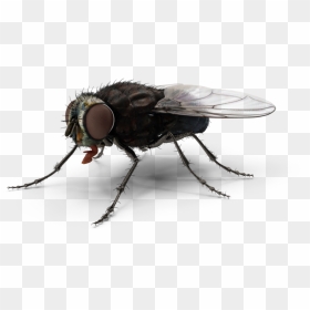 Fly - H03 - 2k - House Fly, HD Png Download - house fly png