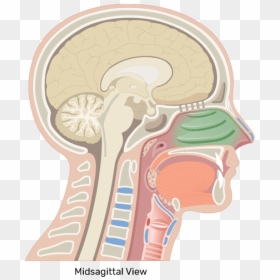 A Midsagittal View Of The Turbinates - Nasal Cavity Png, Transparent Png - concha png