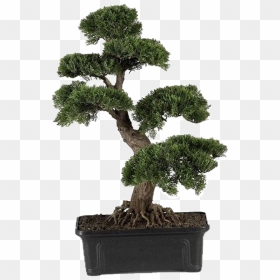 #plant #aesthetic #greenaesthetic #japanese #chinese - Cedar Bonsai, HD Png Download - japanese tree png