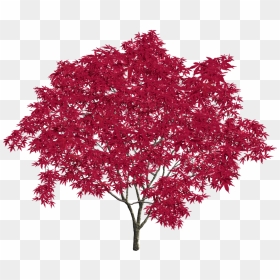 Japanese Tree Png, Transparent Png - japanese tree png