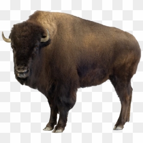Bison Png Picture - Bison Meaning In Hindi, Transparent Png - m bison png