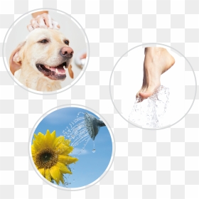 Dog Grooming Pictures Stock, HD Png Download - the usos png