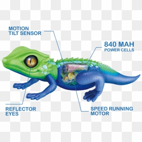 Robo Live, HD Png Download - lizard tongue png