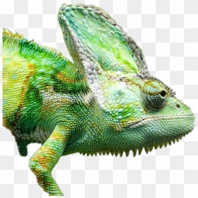 Real Chameleon Png Free Image - Png Chameleon, Transparent Png - vhv