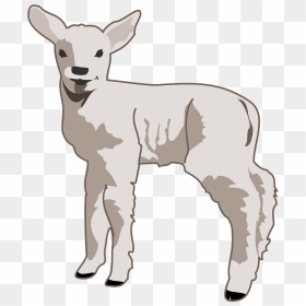 Young Lamb Clipart - Sheep Clip Art, HD Png Download - lamb clipart png