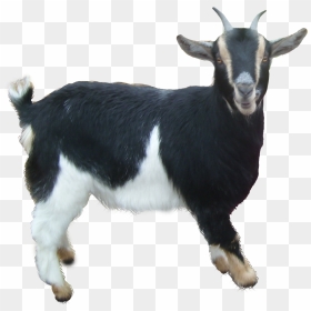 Goat Png Free Download - Goat Png, Transparent Png - goat clipart png