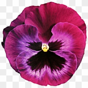 Thumb Image - Pink Pansies Flower, HD Png Download - pansy png