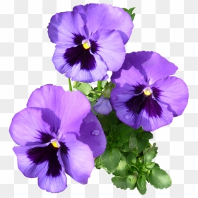 Transparent Pansy Png - Purple Pansy Png, Png Download - pansy png