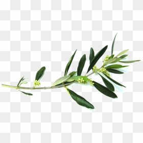 Olive Branch Flower Clip Art - Olive Branch Png Transparent, Png Download - olive branches png