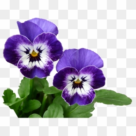 Pansy Purple, HD Png Download - pansy png