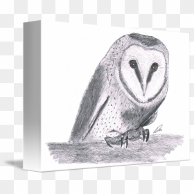 Owl Sketch By Damian Brown - Sketch, HD Png Download - damian wayne png