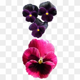 Viola Çiçek, HD Png Download - pansy png