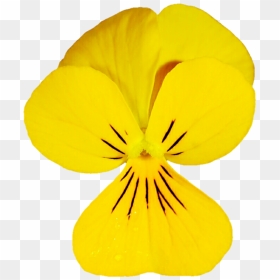 Dainty Yellow Viola By Jeanicebartzen27 - Pansy, HD Png Download - pansy png