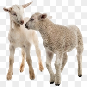 White Goat Png Clipart - Caprinos E Ovinos Fundo Branco, Transparent Png - goat clipart png