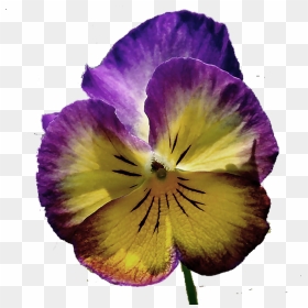 Pansy , Png Download - Purple And Yellow Pansies, Transparent Png - pansy png