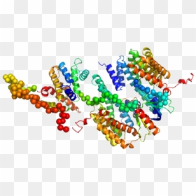 14 3 3 Protein Beta/alpha Rho Gtpase Activating Protein - Illustration, HD Png Download - chi rho png