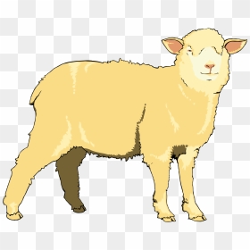 Lamb Clipart Goat - Sheep Clipart, HD Png Download - lamb clipart png