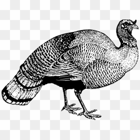 Turkey 4 Clip Arts - Black And White Turkey Clipart, HD Png Download - wild turkey png