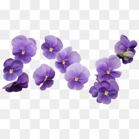 #png #transparent #sticker #overlay #tumblr #aesthetic - Purple Flower Transparent Background, Png Download - pansy png