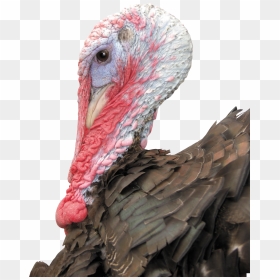 Turkey Bird Png - Portable Network Graphics, Transparent Png - wild turkey png