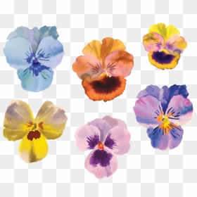 Pansies Tattoo, HD Png Download - pansy png