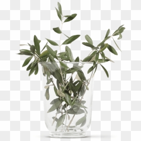 Olive Branches - Vase, HD Png Download - olive branches png