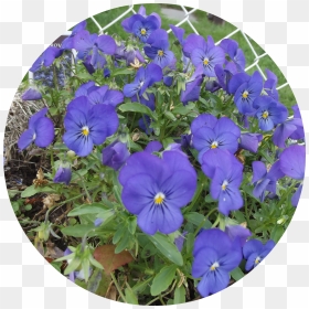 Transparent Blue Flowers Png - Pansy, Png Download - pansy png