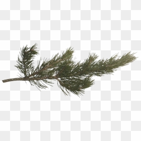 Pine Branch Png Photos - Transparent Pine Tree Branch, Png Download - pine needles png